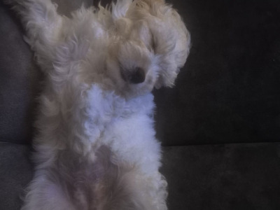 Poochow X puppy 4 months old in Laois