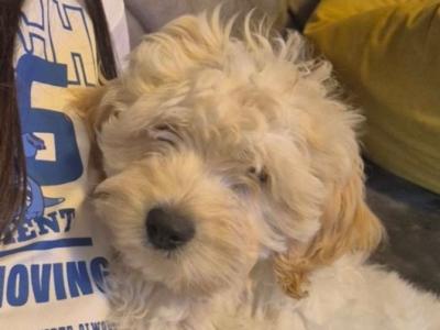 Poochow X puppy 4 months old in Laois