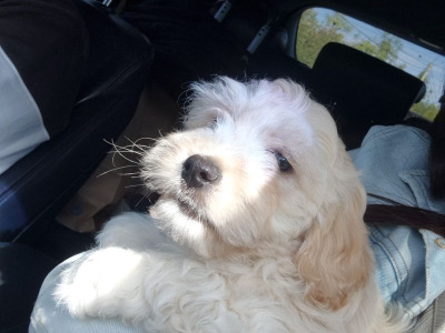 Poochow X puppy 4 months old in Laois