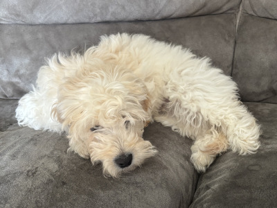 Poochow X puppy 4 months old in Laois