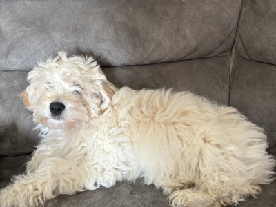 Poochow X puppy 4 months old in Laois