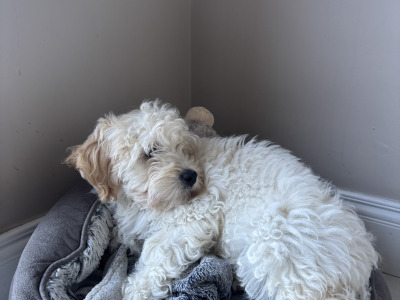 Poochow X puppy 4 months old in Laois