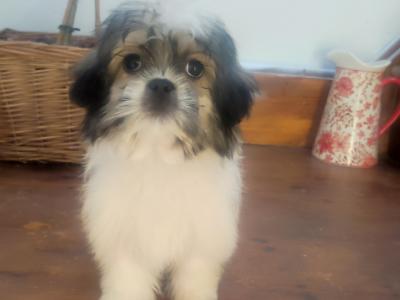 Maltese x Shih Tzu puppies (Malshi) in Cork
