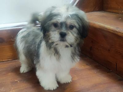 Maltese x Shih Tzu puppies (Malshi) in Cork
