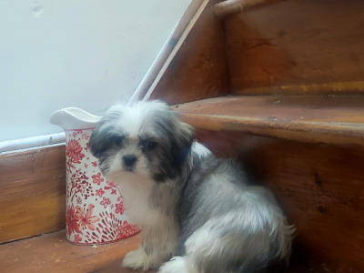 Maltese x Shih Tzu puppies (Malshi) in Cork