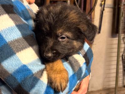 German Shepherd puppies in Mayo