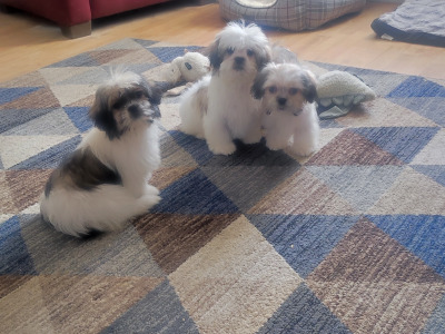 Maltese x Shih Tzu puppies (Malshi) in Cork