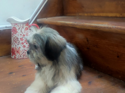 Maltese x Shih Tzu puppies (Malshi) in Cork