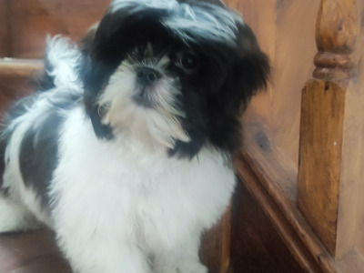 Maltese x Shih Tzu puppies (Malshi) in Cork