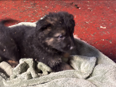 German Shepherd puppies in Mayo