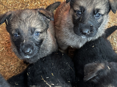 German Shepherd puppies in Mayo