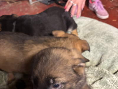 German Shepherd puppies in Mayo