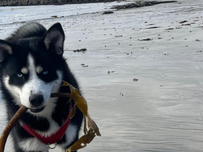 Loving male Pomsky 13 months old in Galway is seeking a very special home