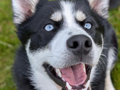 Loving male Pomsky 13 months old in Galway is seeking a very special home