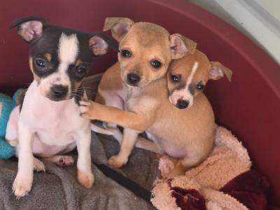 Lovely Chihuahua puppies in Kildare