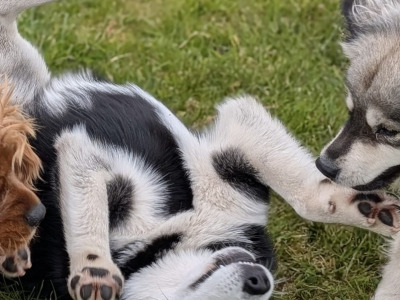 Loving male Pomsky 13 months old in Galway is seeking a very special home