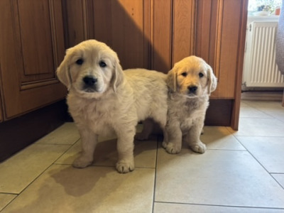 🐾 Beautiful Golden Retriever puppies in Limerick are looking for their Forever Homes 🐾