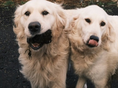 🐾 Beautiful Golden Retriever puppies in Limerick are looking for their Forever Homes 🐾