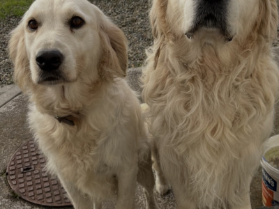 🐾 Beautiful Golden Retriever puppies in Limerick are looking for their Forever Homes 🐾