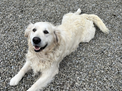 🐾 Beautiful Golden Retriever puppies in Limerick are looking for their Forever Homes 🐾