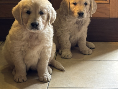 🐾 Beautiful Golden Retriever puppies in Limerick are looking for their Forever Homes 🐾