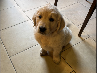 🐾 Beautiful Golden Retriever puppies in Limerick are looking for their Forever Homes 🐾