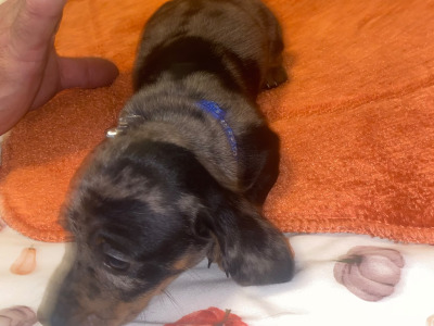 2 Dachshund puppies in Cavan