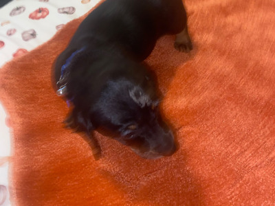 2 Dachshund puppies in Cavan