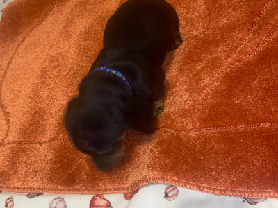 2 Dachshund puppies in Cavan