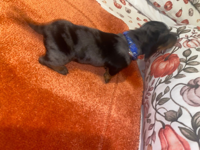 2 Dachshund puppies in Cavan