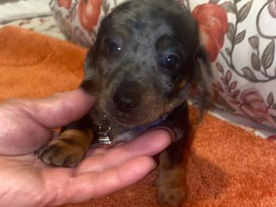 2 Dachshund puppies in Cavan