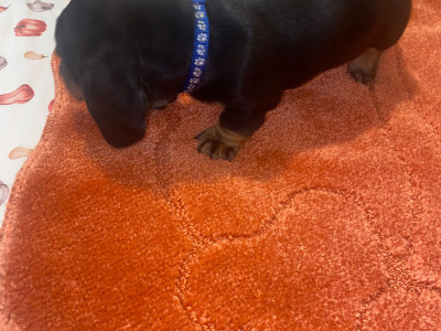 2 Dachshund puppies in Cavan
