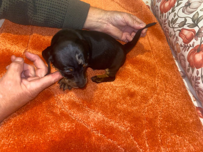2 Dachshund puppies in Cavan