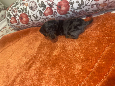 2 Dachshund puppies in Cavan