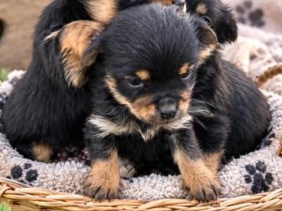Three beautiful Minature Yorkshire Terrier puppies in Wexford