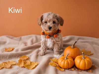Exceptional F1b Maltipoo puppies in Donegal – Vet-Checked, Microchipped, Premium Lines