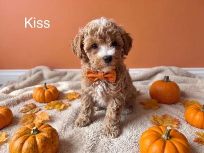 Exceptional F1b Maltipoo puppies in Donegal – Vet-Checked, Microchipped, Premium Lines