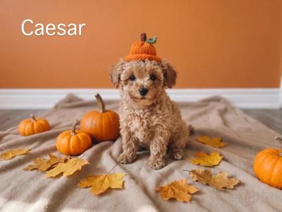Exceptional F1b Maltipoo puppies in Donegal – Vet-Checked, Microchipped, Premium Lines