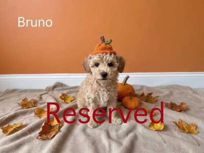 Exceptional F1b Maltipoo puppies in Donegal – Vet-Checked, Microchipped, Premium Lines