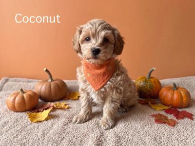 Exceptional F1b Maltipoo puppies in Donegal – Vet-Checked, Microchipped, Premium Lines