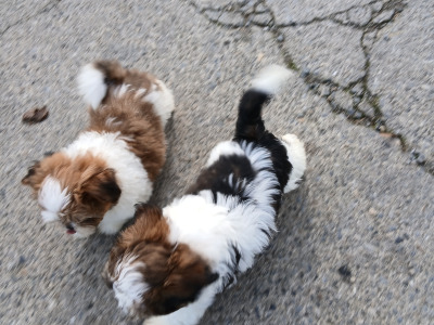 Beautiful Shih Tzu puppies in Wicklow