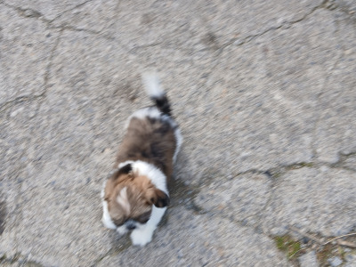 Beautiful Shih Tzu puppies in Wicklow