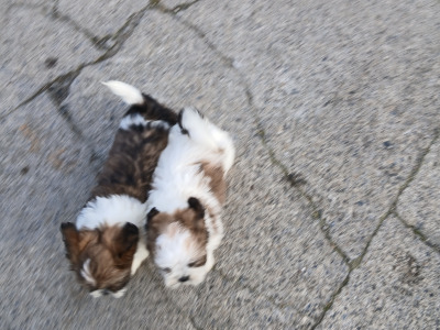 Beautiful Shih Tzu puppies in Wicklow
