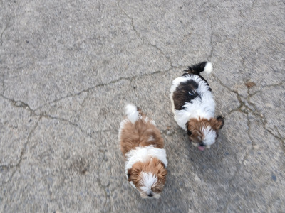 Beautiful Shih Tzu puppies in Wicklow