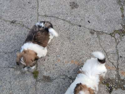 Beautiful Shih Tzu puppies in Wicklow