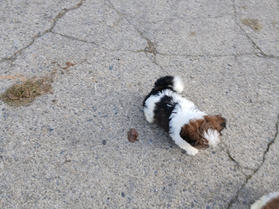 Beautiful Shih Tzu puppies in Wicklow