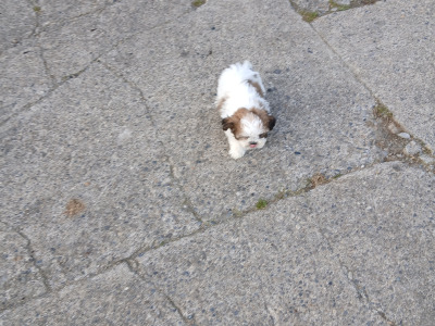 Beautiful Shih Tzu puppies in Wicklow