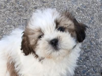 Beautiful Shih Tzu puppies in Wicklow