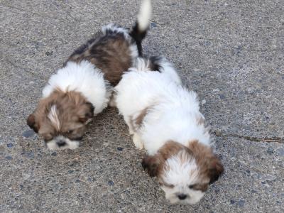 Beautiful Shih Tzu puppies in Wicklow