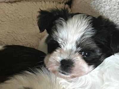 Biewer Terrier puppies 🐶 in Cork